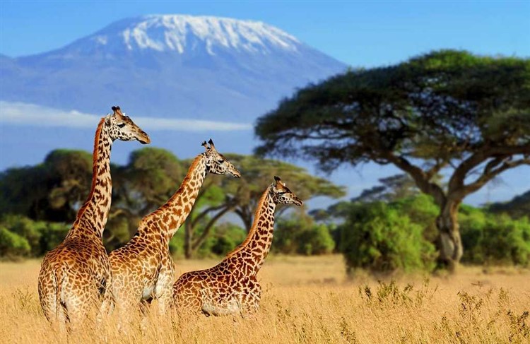 African Safari: Kenya and Tanzania