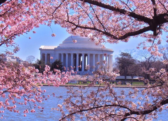 Cherry Blossoms in Washington DC