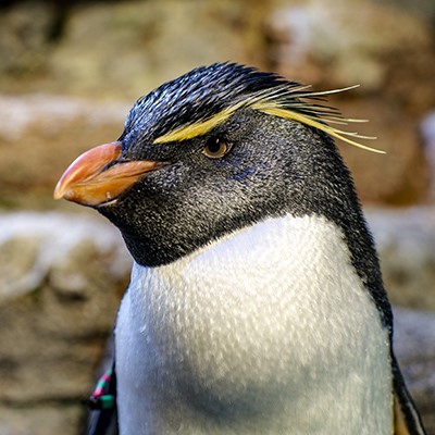 New England Aquarium