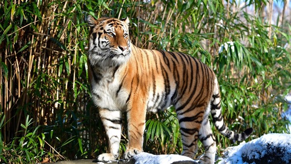 Bronx Zoo